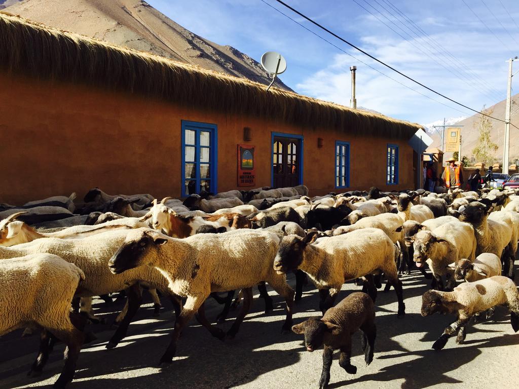 Refugio Misterios Del Elqui Bed & Breakfast Pisco Elqui Ngoại thất bức ảnh
